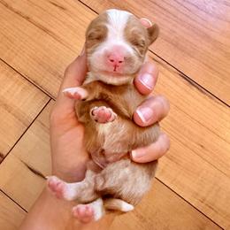 Red and White Bicolor Female - Red female Bernedoodle puppy in Brooksville, Florida from Kruger Doodles