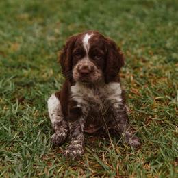 English Springer Spaniel Puppies from 31 Pines Springers & Retrievers
