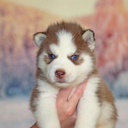 Siberian Husky Puppies from Southern Snow Dogs