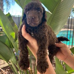 Orbit-Boy 2 - Phantom male Poodle puppy in Calimesa, California from Teakwood Poodles of SoCal
