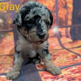 Goldendoodle, Golden Retriever, Labradoodle, and Labrador Retriever Puppies from Robertson's Retrievers and Doodles
