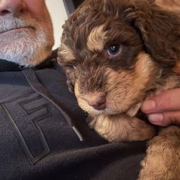 Sorrel - Tri-color male Bernedoodle puppy in Pismo Beach, California from Beach Bernedoodles