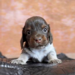 Rose - Piebald female Dachshund puppy in Chandler, Arizona from Vonaducci Doxies, LLC.