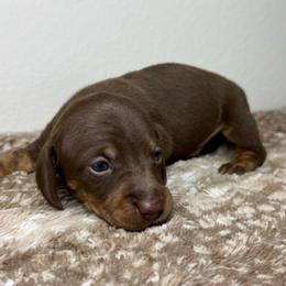 Male 3 - Chocolate and tan male Dachshund puppy in El Campo, Texas from Creamer Creek Kennel