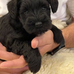 Miniature Schnauzer Puppies from Black Gold Miniature Schnauzers