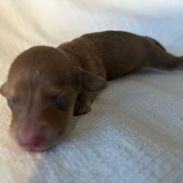 Montana - Red male Dachshund puppy in Sebring, Florida from Mini Weenies