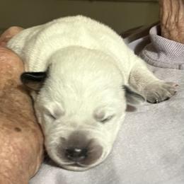 Blue Girl puppy w/ ear spot - Blue Australian Cattle Dog puppy in Menifee, California from CLS Australian Cattle Dogs