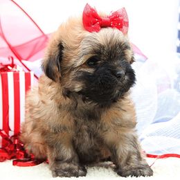 Liberty - Red female Russian Tsvetnaya Bolonka puppy in West Plains, Missouri from Must Be Frenchies & Crown Of Curls Bolonka