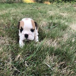 Girl 3 - Red and white female Bulldog puppy in Arlington, Washington from Stout's Hunting Labs and trsbullies