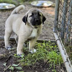 Kangal Puppies from Berecz Hollow Farm LLC
