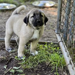 Kangal Puppies from Berecz Hollow Farm LLC