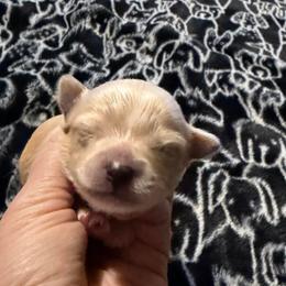Targaryen - Fawn male Chihuahua puppy in Seneca, Missouri from Stephanie’s Puppy Colony
