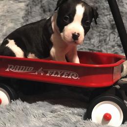 American Staffordshire Terrier Puppies from Angel Moon Kennels