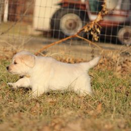 Golden Retriever Puppies from Golden Barnes Kennel