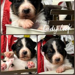 4 Lady Luck, BTF - Black tri-color female Australian Shepherd puppy in Huntington, Texas from JKKJ Farms, LLC