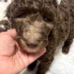 Urban - Cafe au lait female Poodle puppy in Stuart, Florida from AKC/Excellent + Good OFA Sweet Delightful Poodles