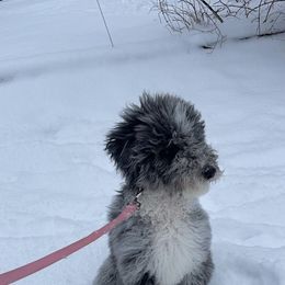 Bernedoodle and Goldendoodle Puppies from A.N.A. Doodles