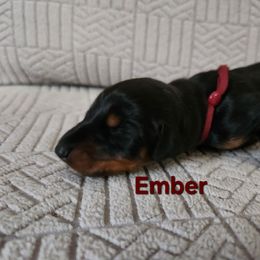 Ember - Black and rust female Doberman Pinscher puppy in Blanchester, Ohio from Battle Creek Dobermans