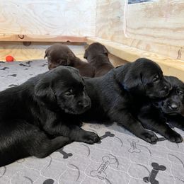 Labrador Retriever Puppies from Burks Retrievers