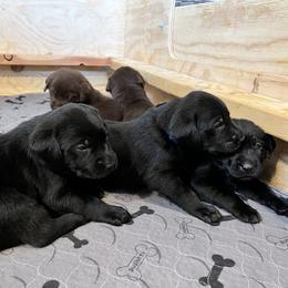 Labrador Retriever Puppies from Burks Retrievers