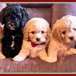 Cavalier King Charles Spaniel, Cavapoo, Cockapoo, and Cocker Spaniel Puppies from Enchanted Spaniels
