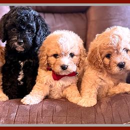 Cavalier King Charles Spaniel, Cavapoo, Cockapoo, and Cocker Spaniel Puppies from Enchanted Spaniels
