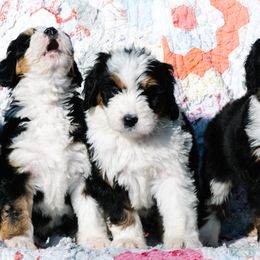 Schnoodles from Grand Lake Poodles & Doodles