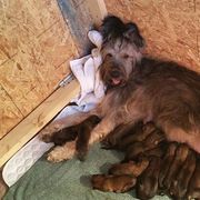 Briard Puppies from Deja Vu Briards