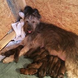 Briard Puppies from Deja Vu Briards