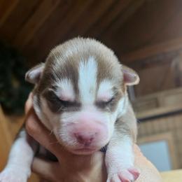 Golden - Brown and white male Siberian Husky puppy in Springfield, Massachusetts from 16acreshuskies