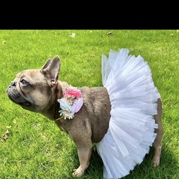 Stella - French Bulldog