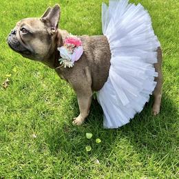 Stella - French Bulldog