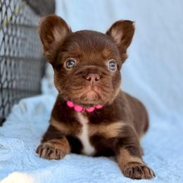 Pink collar Rojo - Liver female French Bulldog puppy in Jefferson City, Missouri from Central Frenchie Haven