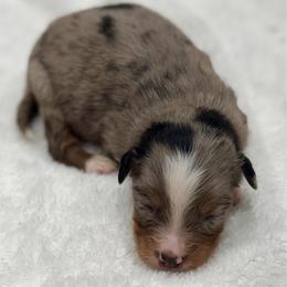 Light green - Blue merle male Miniature Australian Shepherd puppy in 32046, Florida from River Hill Ranch