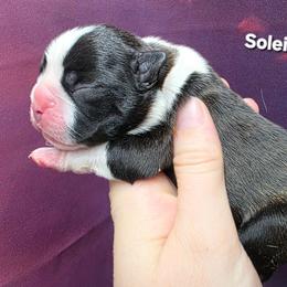 Soleil (Girl 4) - Black brindle and white female Boston Terrier puppy in Denver, Colorado from Diamonds In The Ruff Boston Terriers