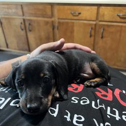 Dachshund Puppies from Witchy Woman’s Wiener’s