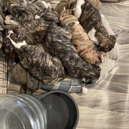 Dalmatian and Whippet Puppies from Hapi-Dal Dalmatians and Primetime Whippets
