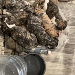 Dalmatian and Whippet Puppies from Hapi-Dal Dalmatians and Primetime Whippets