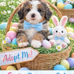 Munchkin - Blue merle male Bernedoodle puppy in Ormond Beach, Florida from Florida Coast Doodles
