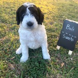 Bolt - Brown and white male Aussiedoodle puppy in Eastland, Texas from H5 Mini Doodles