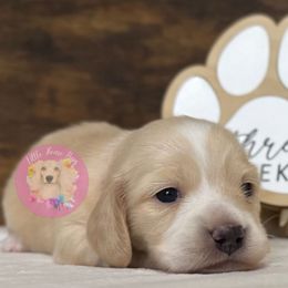 Elle Woods - Cream female Dachshund puppy in Dothan, Alabama from Little House Pups
