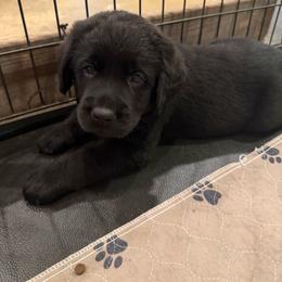 Boy 1 - Black male Labrador Retriever puppy in Whigham, Georgia from Diamond C Labradors