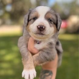 Stone ASDR - Blue merle male Toy Australian Shepherd puppy in Polk City, Florida from Skaky Shepherds