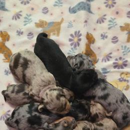 Dachshund Puppies from Pure Joy Dachshunds