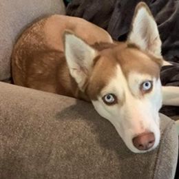 Siberian Huskies from Chelsea Roberts