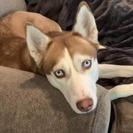 Siberian Huskies from Chelsea Roberts