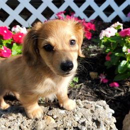 Dachshund Puppies from Kelly's Doxie Farm