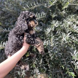Mistletoe - Black and tan female Cockapoo puppy in Tucson, Arizona from Demi Marie