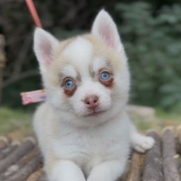 Chili - Red and white female Pomsky puppy in Coos Bay, Oregon from Ocean View Pomskies