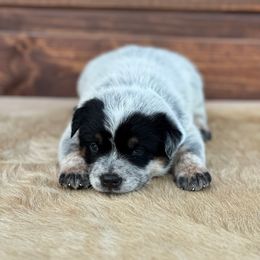Boy 1 - Blue Australian Cattle Dog puppy in Nevada, Missouri from Back Road Dog Company, LLC